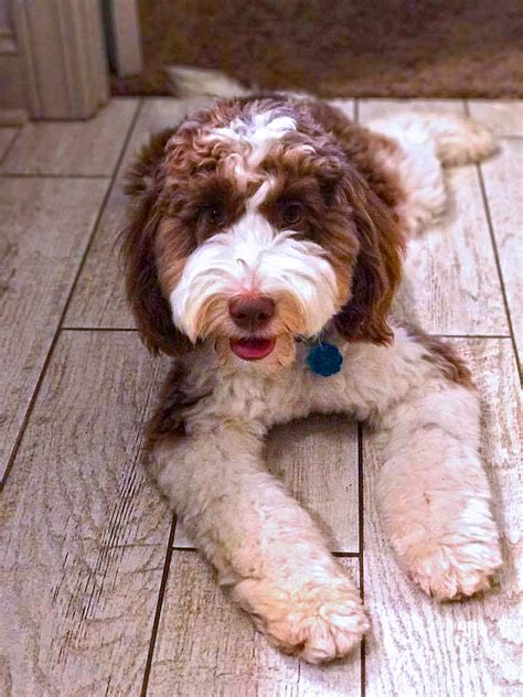 Australian Labradoodle Chocolate Parti