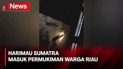 Geger Seekor Harimau Sumatra Masuk Permukiman Warga INews Pagi 13 03