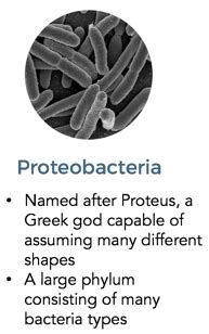 proteobacteria - Phase Genomics