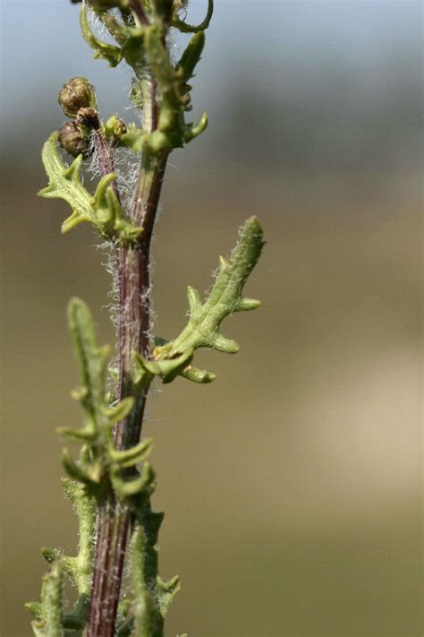 Senecio Carpetanus Flores Silvestres De Arag N