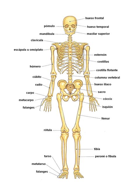 APARATO LOCOMOTOR