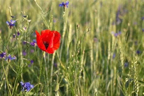 Premium Photo | Poppy flower in the field