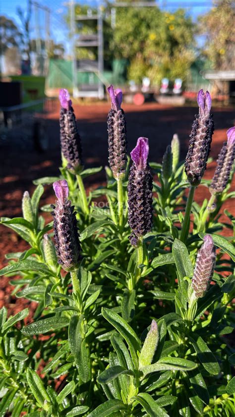 Lavender Big Night Rockbank Nursery