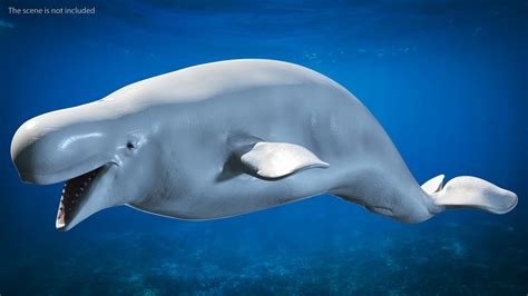 Beluga Whale Adult 3d Model 99 3ds Blend C4d Fbx Max Ma Lxo