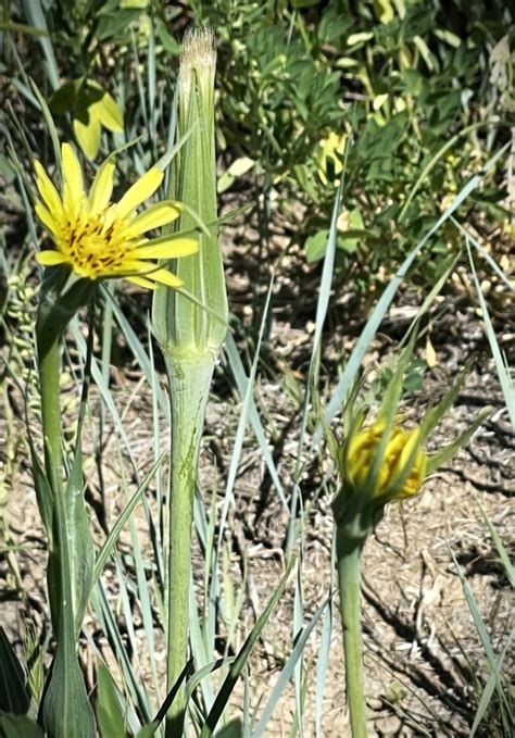 Yellow Blooms On The Colorado Plains Naturalist Perspective