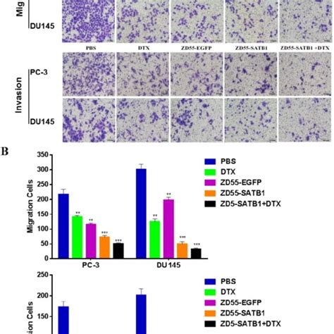 The Invasion And Migration Of Prostate Cancer Cells In Different Download Scientific Diagram