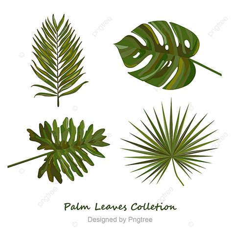 Coleccion De Hojas De Palmera Hojas De Palma Hojas Verde Png Y