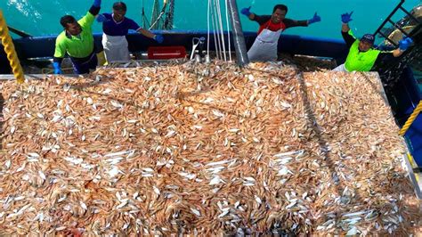 Net Fishing Shrimp Catch Hundreds Tons Shrimp On The Boat Modern