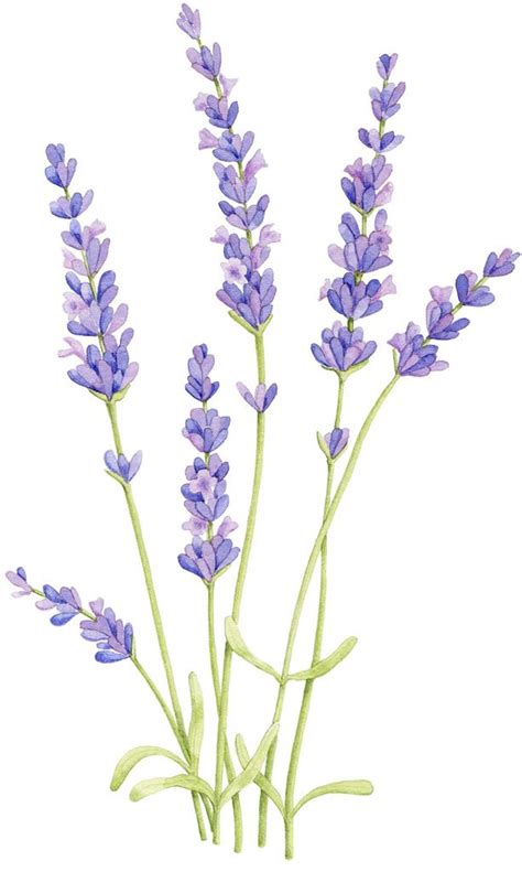 Lavender | Laminas flores | Pinterest