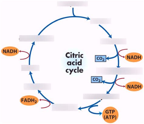 Citric Acid Cycle Diagram Quizlet