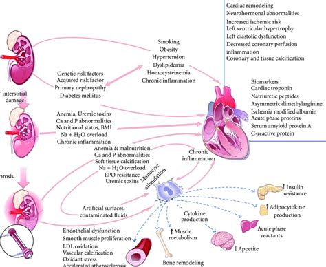 Complex Pathogenesis Of Chronic Kidney Disease Ckd And Cardiovascular