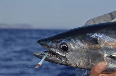 Are You Using Casting Jigs Wrong? How to Unlock Your Fishing Potential