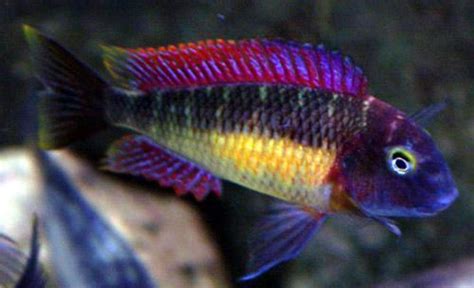 Tropheus Red Rainbow Extremely Rare Aquarium Fish Cichlids African