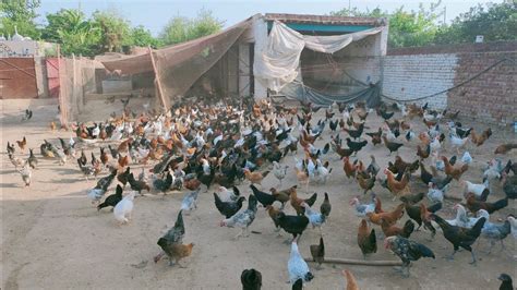 Free Range Desi Hen Farm In Sialkot Free Range Chicken Farming In