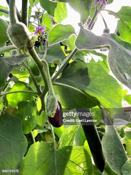 Eggplant Flowers Fotografías E Imágenes De Stock Getty Images