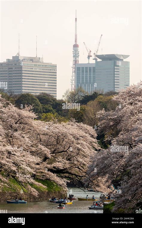 April Cherry Blossoms Know As Sakura And Boats Around