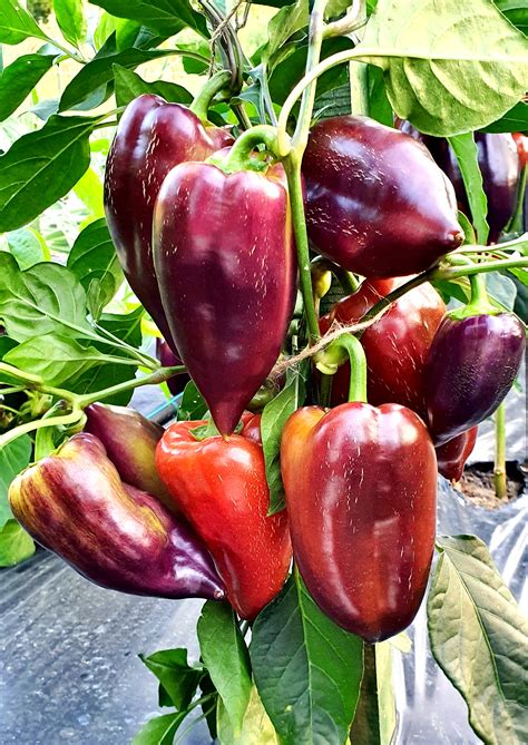 Black Purple Peppers OTELLO Sweet Pepper