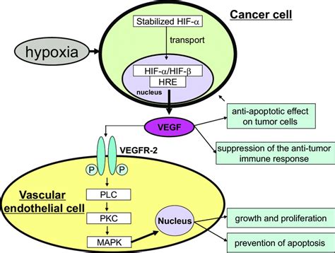 Mechanism Of Vegf Signaling Under Hypoxic Conditions The The Best