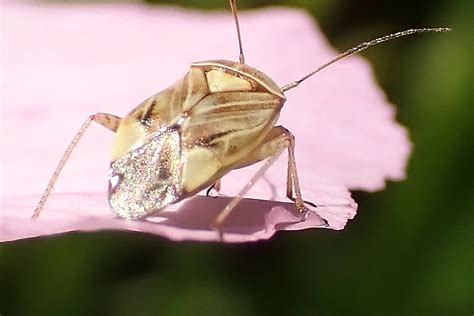 Lygus Bug On Oenothera Hermosa Vista Ranch Phoenix AZ USA Flickr