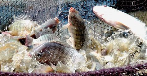 Empreendendo Aquicultura Piscicultura Brasileira Cresce Em E