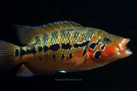 Red Tiger Motaguense | Aquarium Fish India