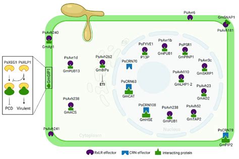 Subcellular Localization And Corresponding Host Targets Of Phytophthora Download Scientific