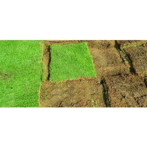 Natural Green Square Mexican Lawn Grass For Garden 4 Feet At Rs 5 Sq