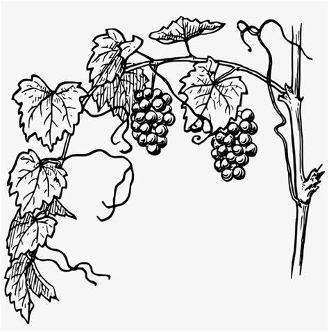 Grapes Vine Clipart - Vine And The Branches - 1000x960 PNG Download ...