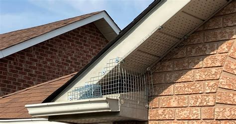 A Squirrel Removed From An Attic By One Way Door In Toronto ON