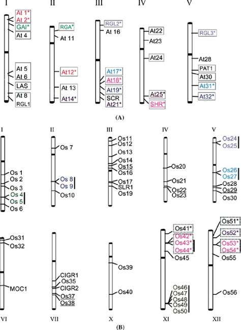 A Chromosomal Distribution Of GRAS Genes In Arabidopsis The Five