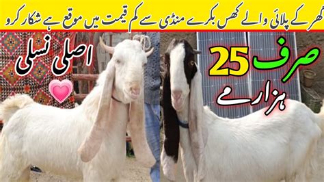 Zakir Qureshi Goat Farm Visit Latest Update 10 Jan 2025 Qurbani