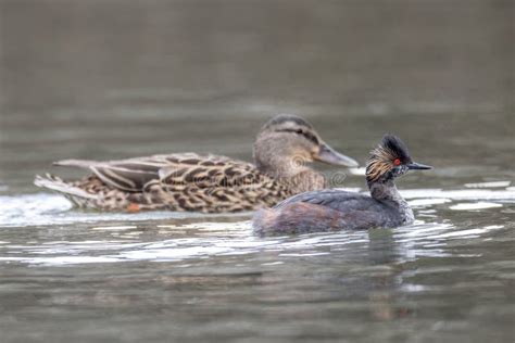 Eared Grebe Breeding Plumage Stock Photo - Image of canada, bird: 250039018