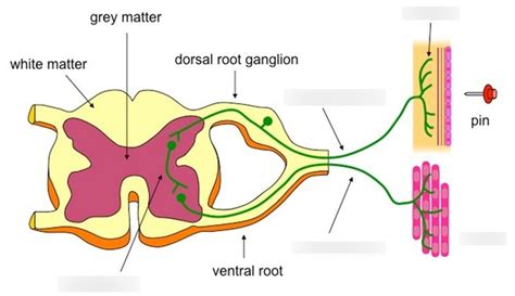 Reflex Arc And Spinal Cord Diagram Diagram Quizlet