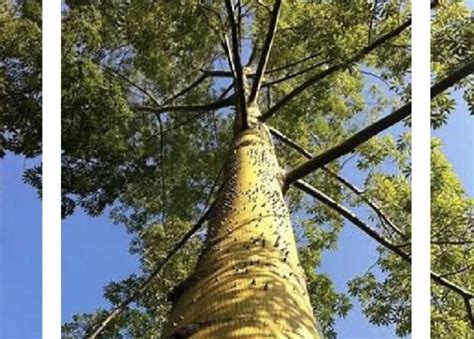 Giornata Nazionale Degli Alberi Allaccademia Belle Arti Di Napoli