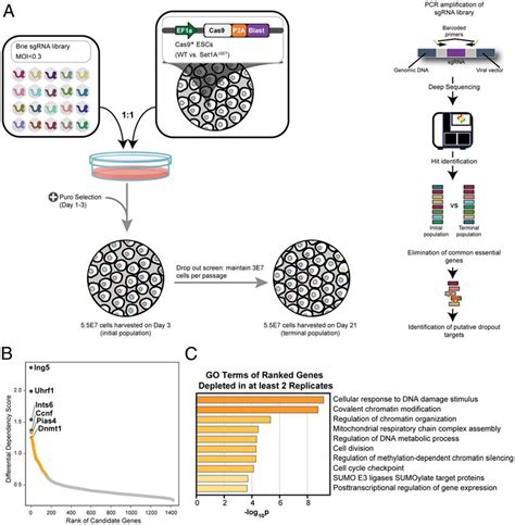 A Genome Wide CRISPR Dropout Screen Identifies Genetic Dependencies Of