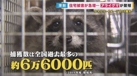 日本でアライグマ急増中 かわいい見た目で凶暴な性格 北米から輸入されて野生化 壁に穴、柱に傷 ダニ・ノミ・細菌を運ぶ恐れも 屋根裏に住む