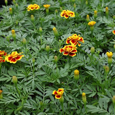 Marigolds in your Garden | Thuss Greenhouses