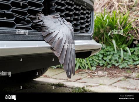 Wing of a dead pigeon in the grille of a car. The bird was hit by the car and broke the plastic ...