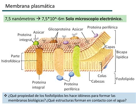 Membrana Celular Vegetal