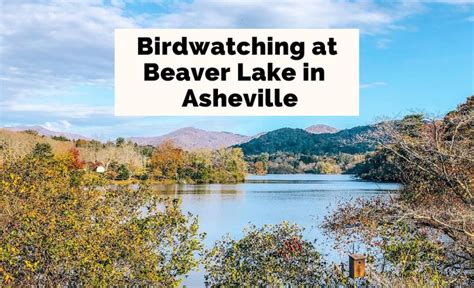 Birdwatching At Beaver Lake In Asheville Tennessee With Text Overlay