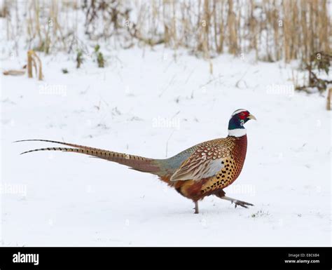 Pheasant Shooting Snow Hi Res Stock Photography And Images Alamy