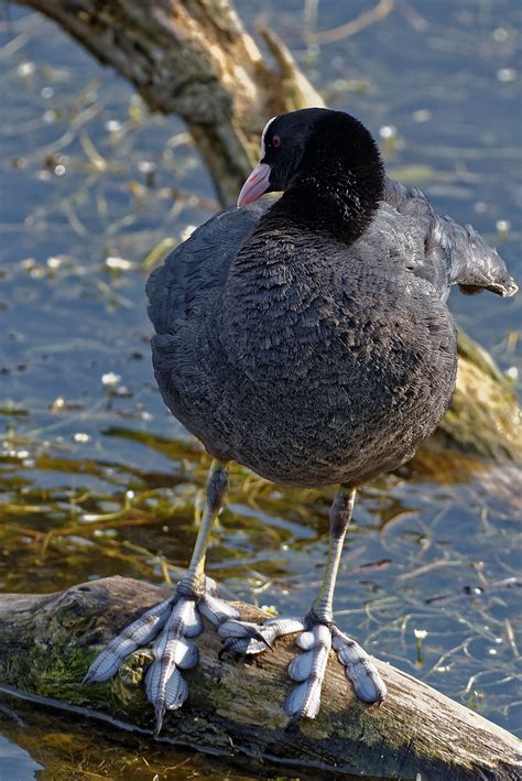 Foulque Macroule Fulica Atra Eurasian Coot Brenne In Flickr