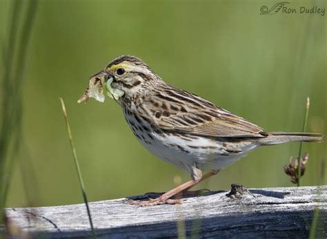 Savannah Sparrows With Bugs For Their Nestlings Feathered Photography