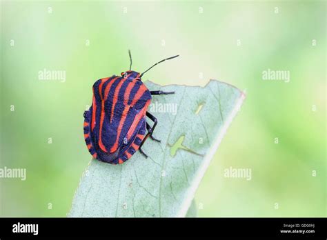 Red Black Striped Shield Bug Fotos Und Bildmaterial In Hoher