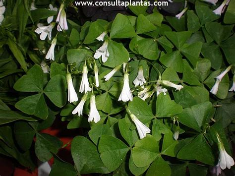 Oxalis Triangularis O Planta Mariposa Cuidados