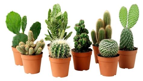 Como Cuidar De Cactos Confira Dicas De Como Plantar E Cultivar Cactos