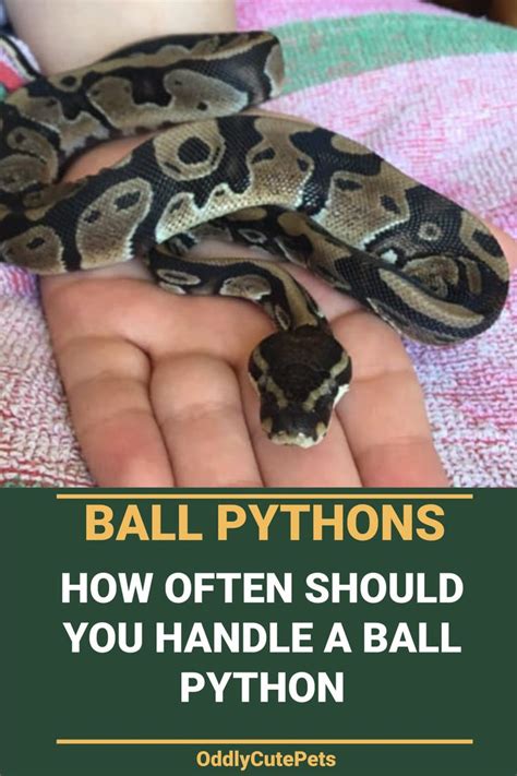 Top Substrates For Ball Pythons And Which To Avoid