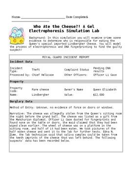 Who Ate the Cheese? Lab Activity by Here to Help Science Teachers