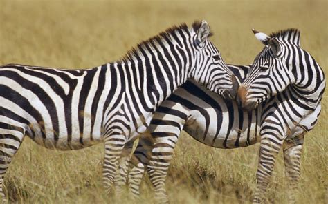 Black and White Zebra - Colors Photo (34705011) - Fanpop