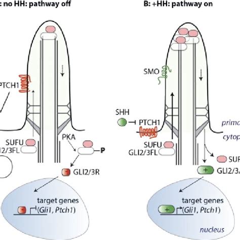 Schematic Representation Of The Hedgehog Pathway A In The Offstate Download Scientific